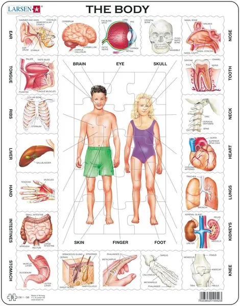 Larsen The Body Frame Tray Puzzle